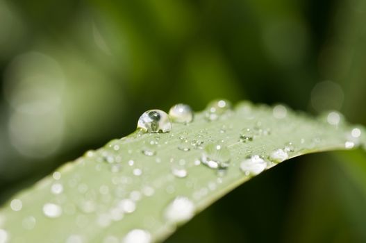 nature zen with drop water