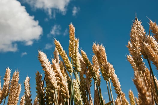 wheat field