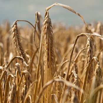 wheat field