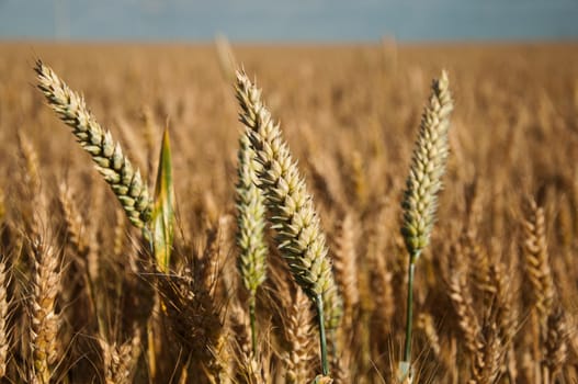 wheat field