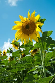 sunflower