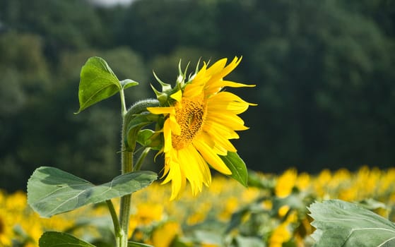 sunflower