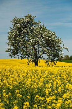 Isolated tree in rape field