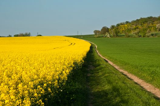 Rape Landscape