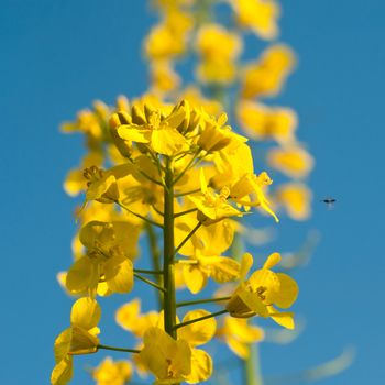 rape flowers closeup