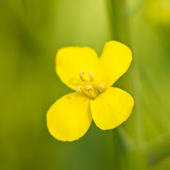 rape flowers closeup