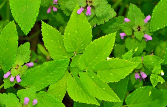  green foliage of a healthy plant