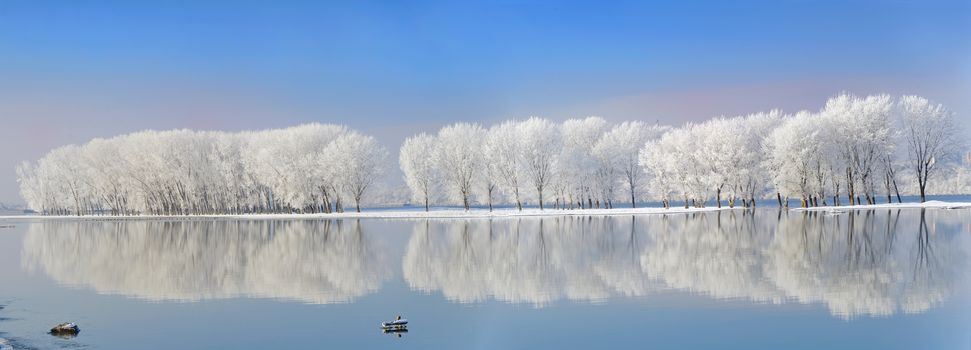 winter trees covered with frost on Danube river