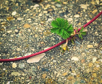 background abstract tough life flover on stone