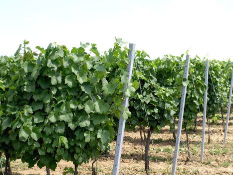 vineyard with beutiful leaves in foreground  