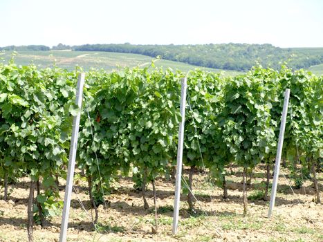 vineyard with beutiful leaves in foreground    