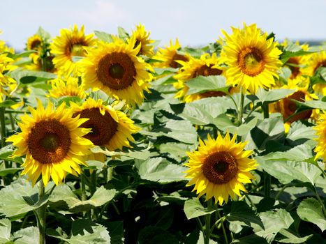 sunflower field over cloudy blue sky        