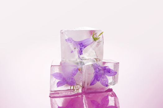 Feminine beauty. Flower blossom frozen in ice cubes isolated on pink background. Romance and love concept.