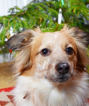 dog and the christmas tree