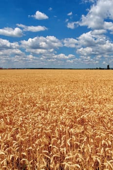 Wheat field with cloudy blue sky