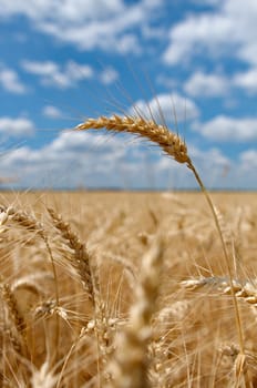 Wheat field with cloudy blue sky