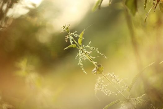 Fresh nettle during sunset in the meadow