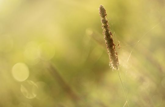 Wild vegetation in the meadow sunrise - wallpaper