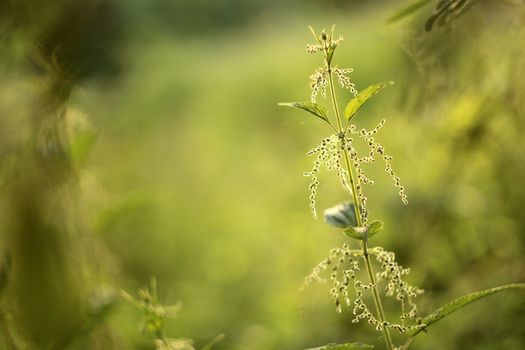 Fresh nettle in the meadow