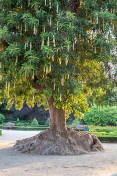 An Ombus tree(Phytolacca Dioca) in a garden of Barcelona