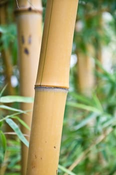 bamboo background