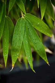 bamboo background