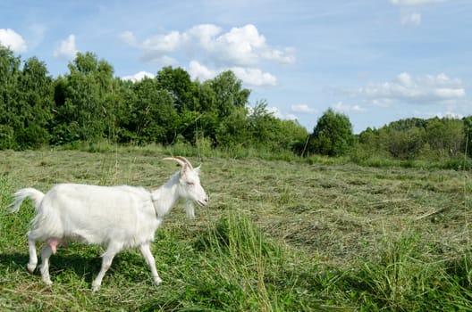 meadow graze white goat nibble on grass on summer day