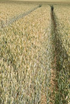 wheat field