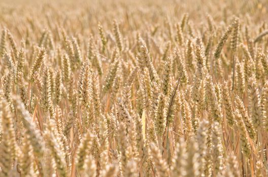 wheat field