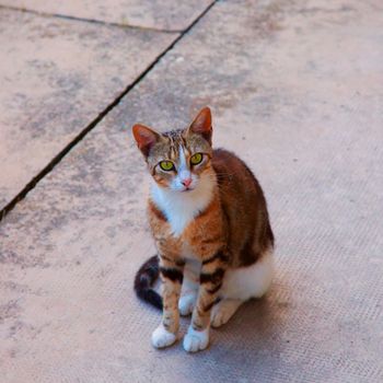 Cute cat standing and staring at the camera