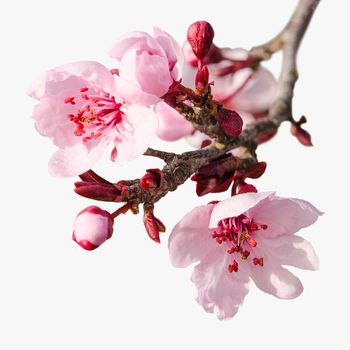 Branch of spring plum blossom with pink flowers and buds isolated on white