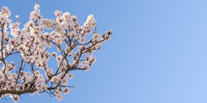 Big branch of springtime blossom almond tree with copy-space for text