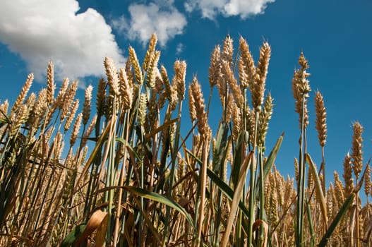 wheat field