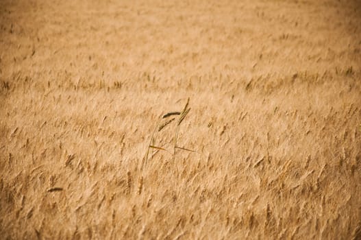 wheat field