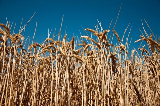 wheat field