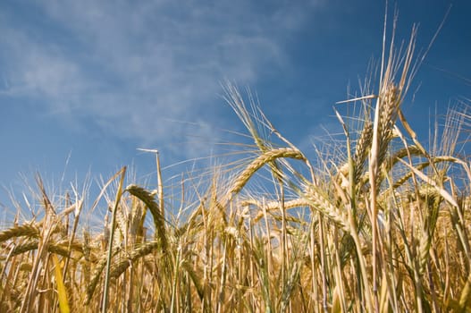 wheat field