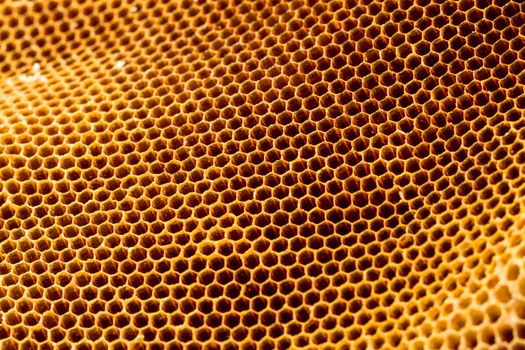 yellow beautiful honeycomb without honey texture