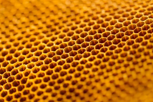 yellow beautiful honeycomb without honey texture
