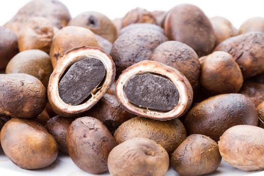 Mushroom - Barometer Earthstars (Astraeus hygrometricus)