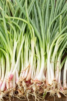 fresh green onion on wood background