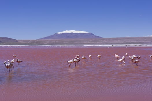 Bolivia, Red Lake, Flamingos