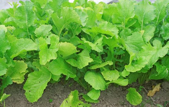 Bed with turnip in the garden                               