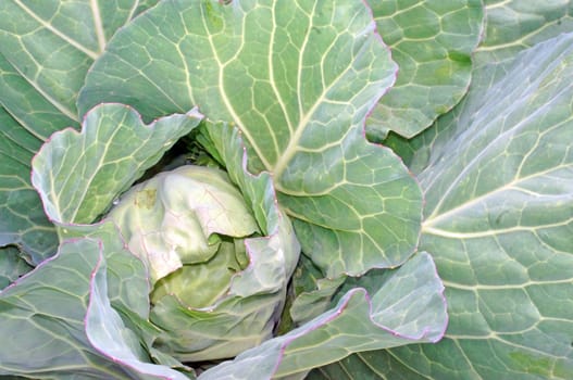   Cabbage in the garden as a background                                   