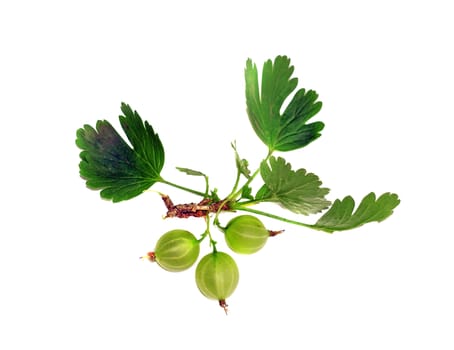 Gooseberries on a branch isolated                               