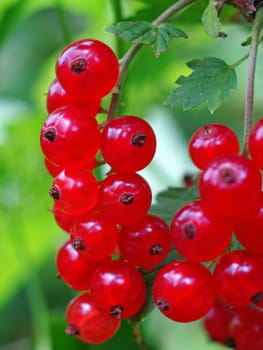Red currant berries on a branch                               