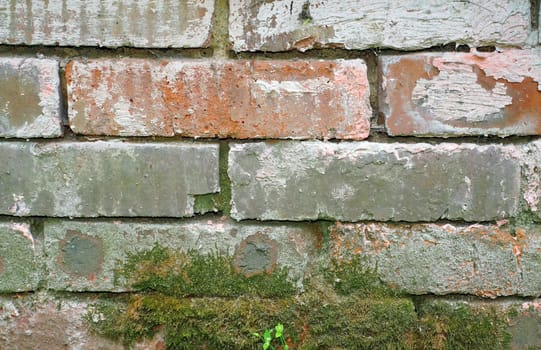  Texture of a brick foundation with an old moss                              