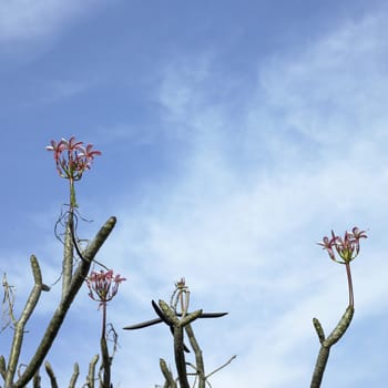 Tree with pink flowers and blue sky