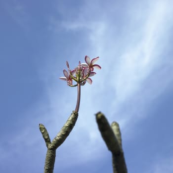 Tree with pink flowers and blue sky