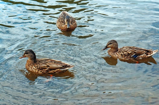 Three ducks in the water                               