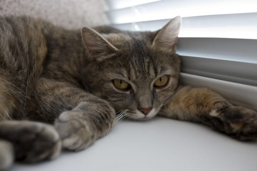 General view of the British gray-brown cat, which lies on a white windowsill window with shutters